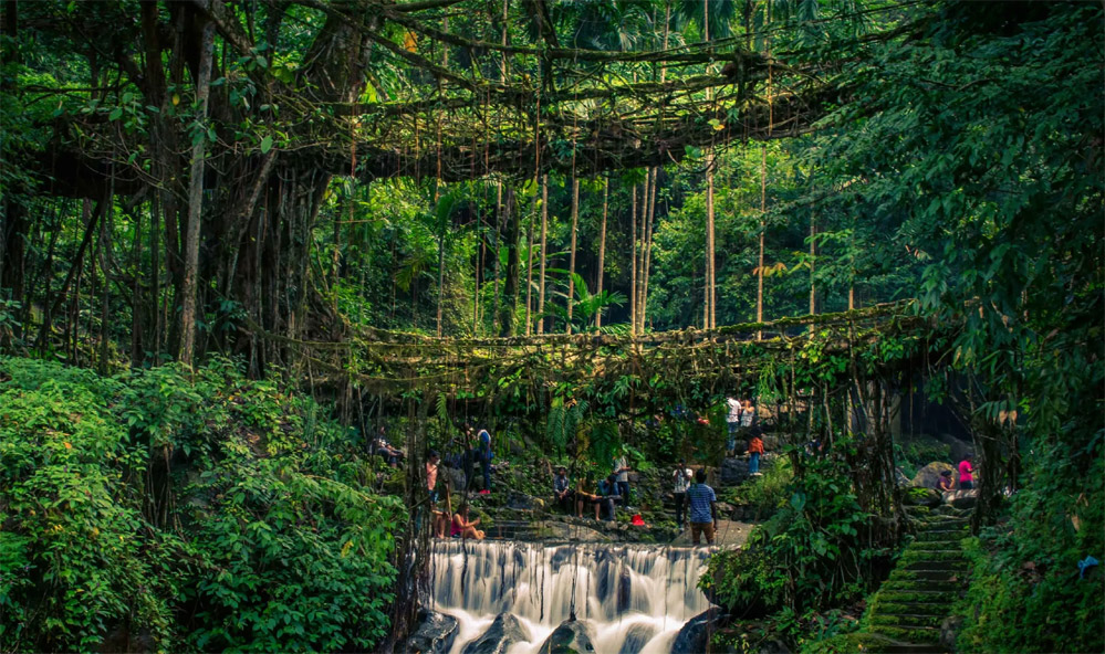 The Living Architecture of Meghalaya: Growing Bridges in the Clouds